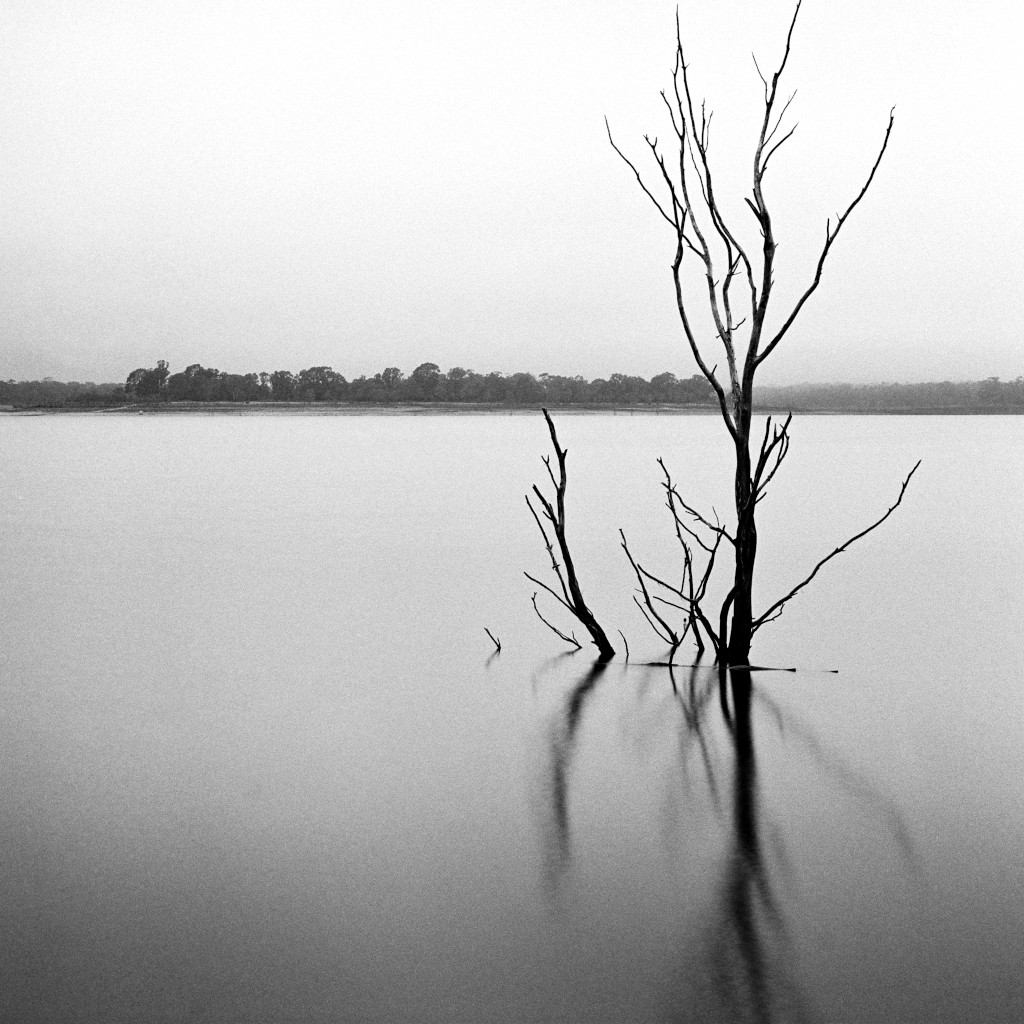 Dead Tree Print, Tree in Lake Eppalock on winter day, minimalist landscape