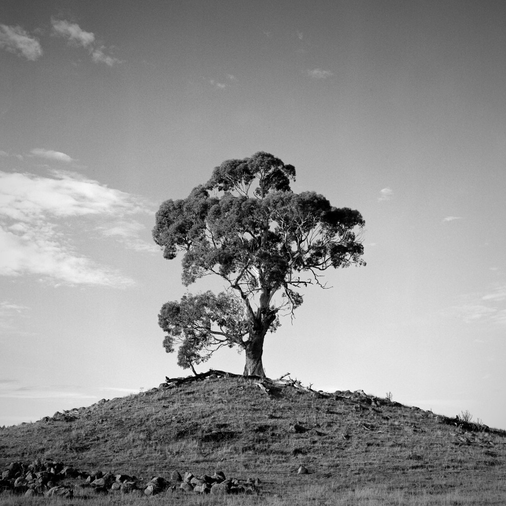 Lone Gum Tree on a Rocky Knoll Photography Print, Rugged and Textured Australian landscape, Kyneton, Victoria