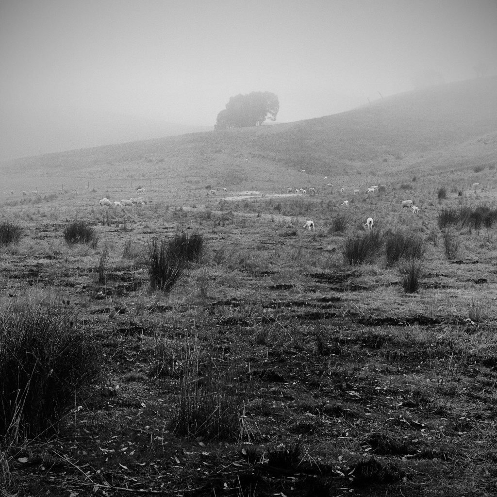 Sheep Grazing on a Foggy Mountainside Photography Print, Rural Farm Landscape, pyrenees ranges, Victoria