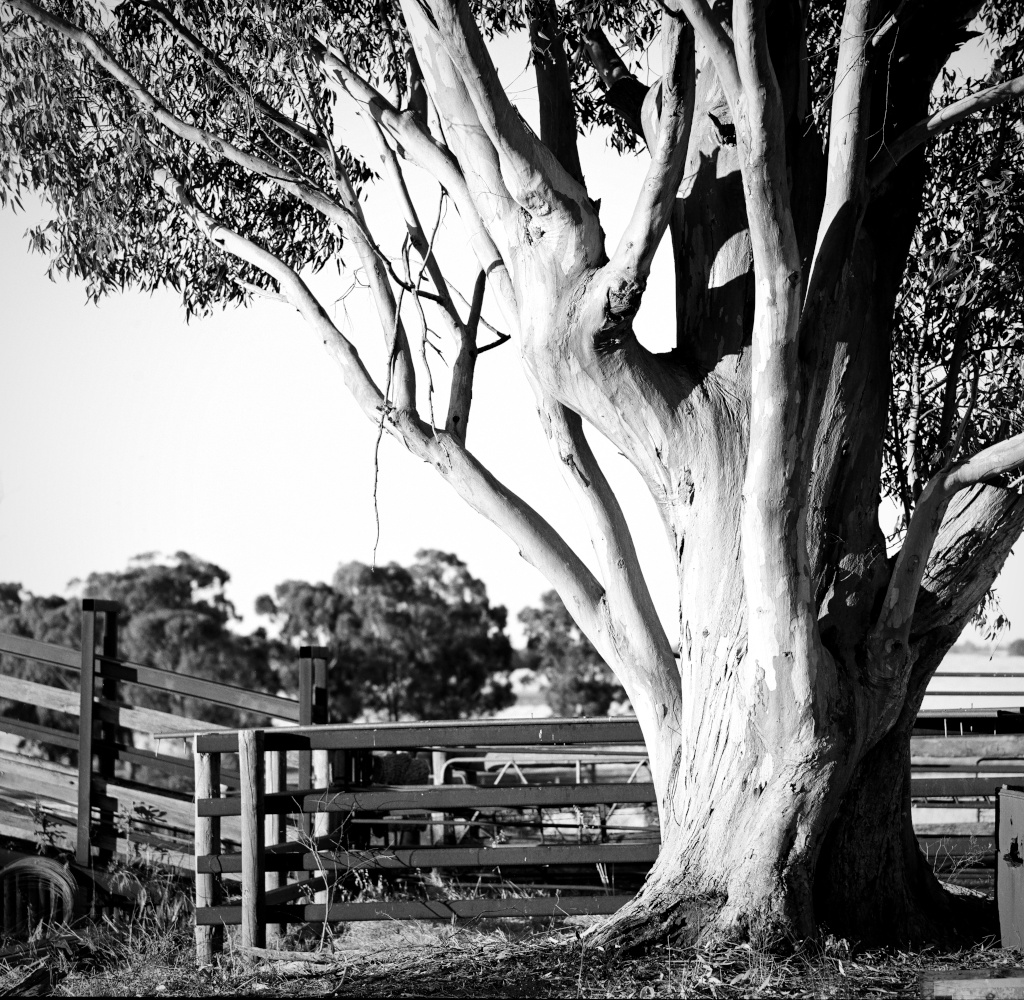 Gum Tree, Australian farm landscape